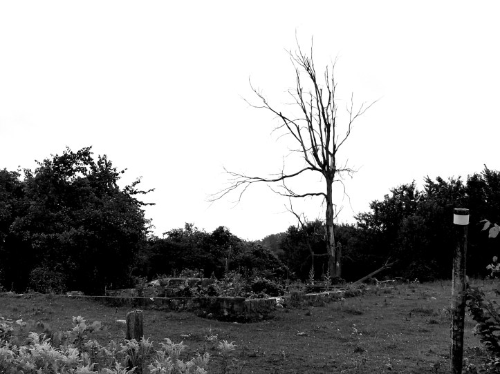 0 Blasted Tree model